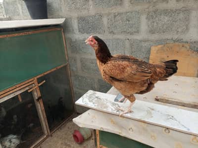 Hes for Sell