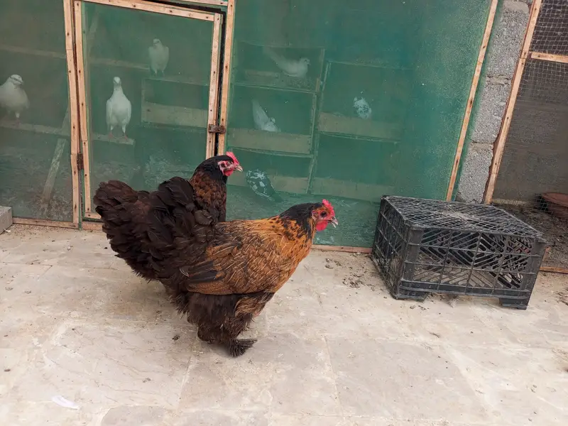 Hes for Sell — photo 4