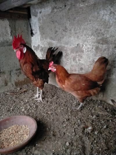 misri pair for urgent sale.  Read Description. . .