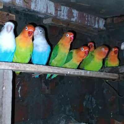 *love bird for sale*