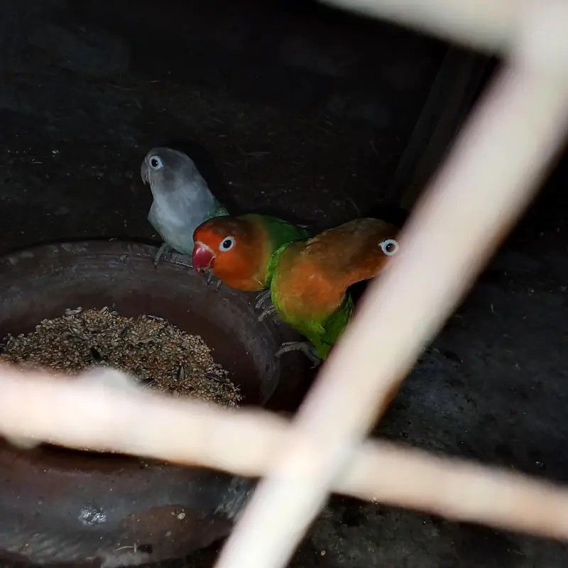 *love bird for sale* — photo 2