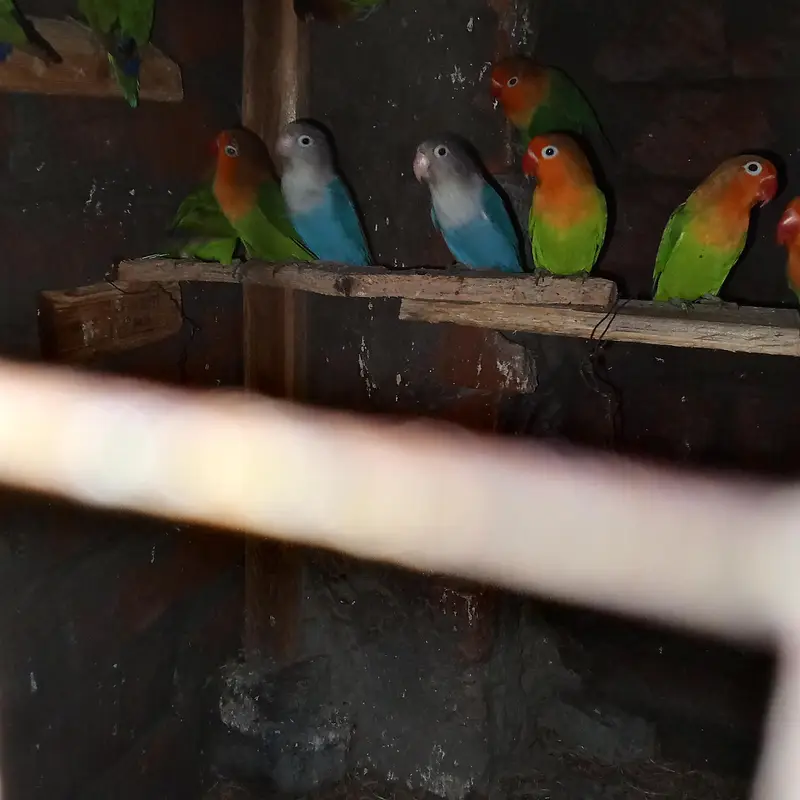 *love bird for sale* — photo 3