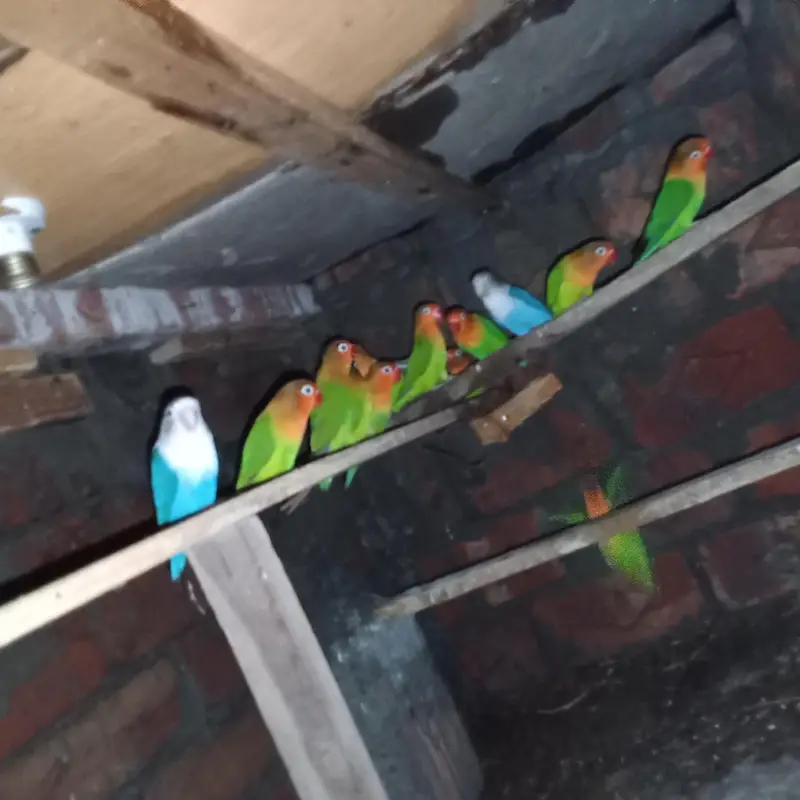 *love bird for sale* — photo 4