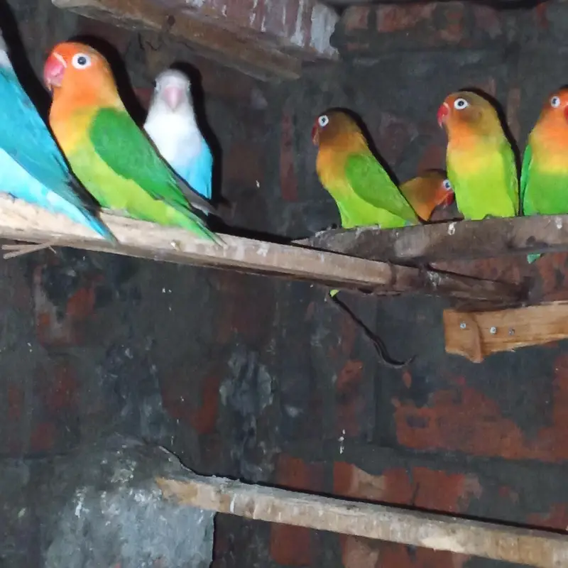 *love bird for sale* — photo 5