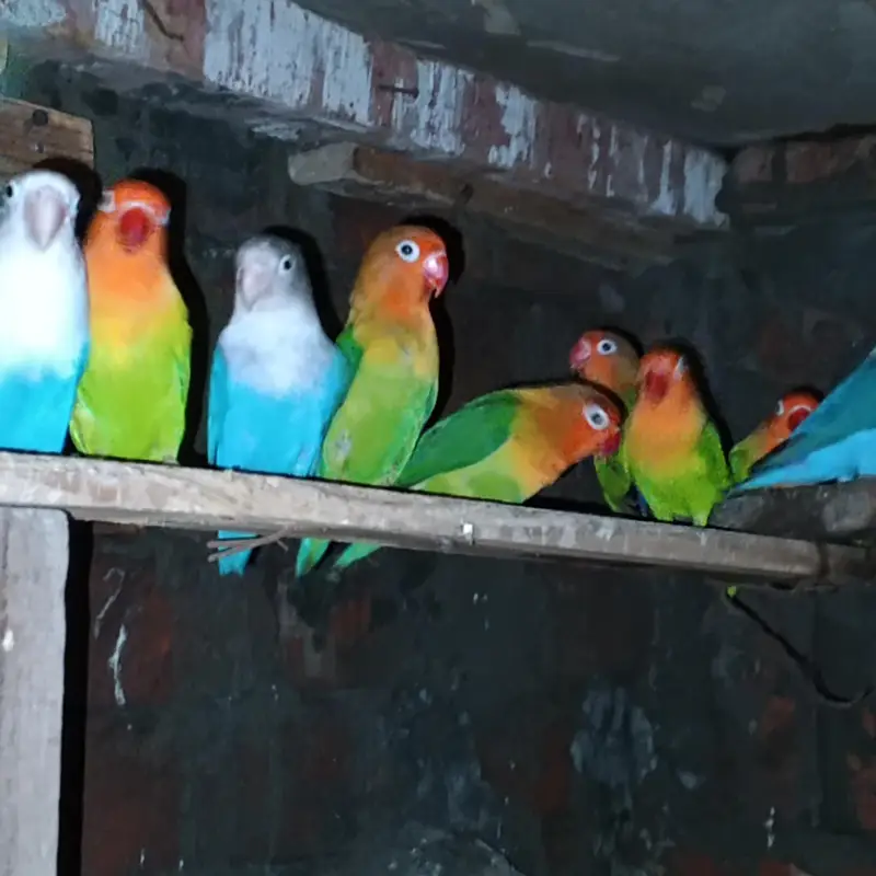 *love bird for sale* — photo 6
