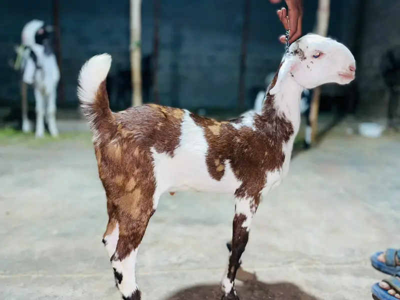 2 Goats — photo 2