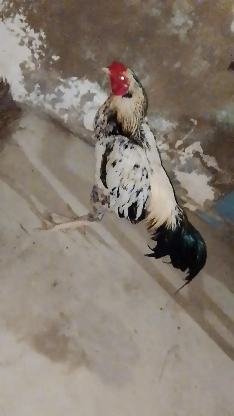 Aseel.  Amroha. full healthy breeder — photo 2