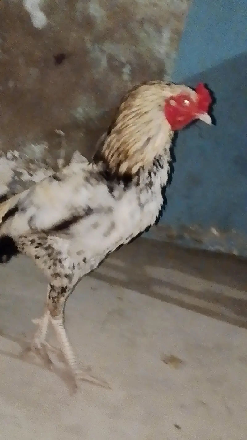 Aseel.  Amroha. full healthy breeder — photo 4