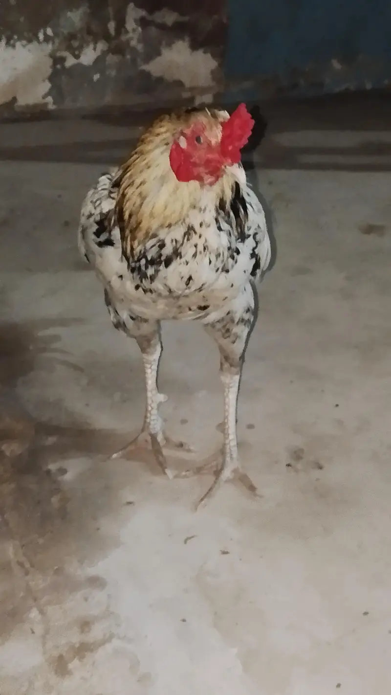 Aseel.  Amroha. full healthy breeder — photo 5