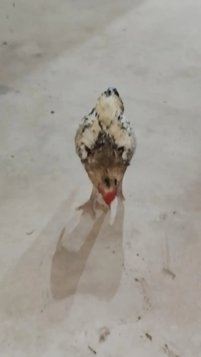 Aseel.  Amroha. full healthy breeder — photo 6