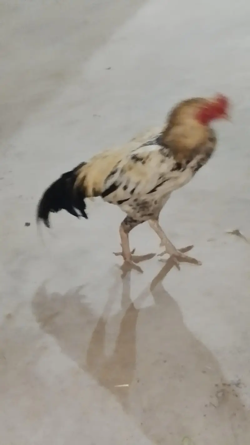 Aseel.  Amroha. full healthy breeder — photo 7