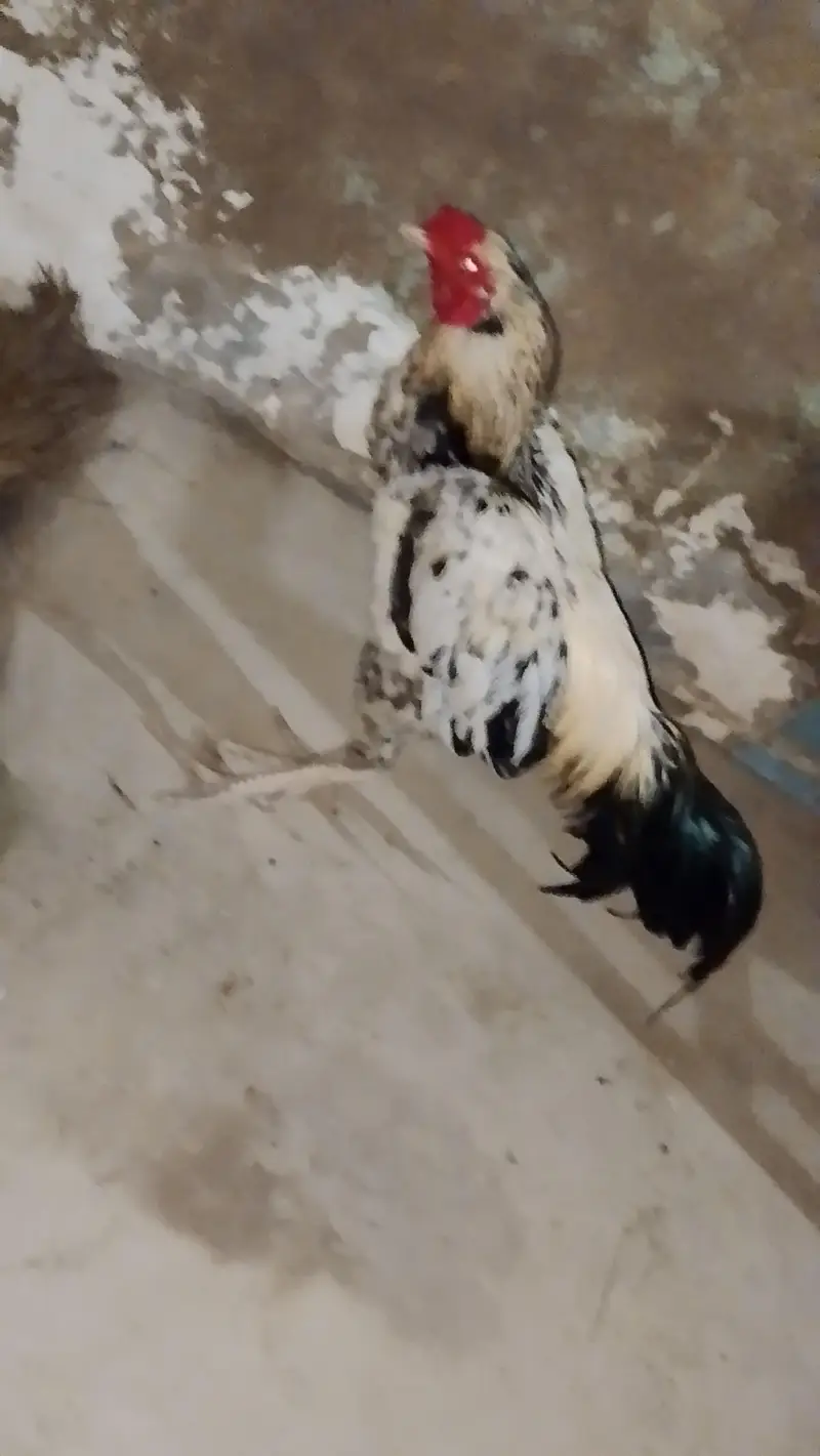 Aseel.  Amroha. full healthy breeder — photo 8