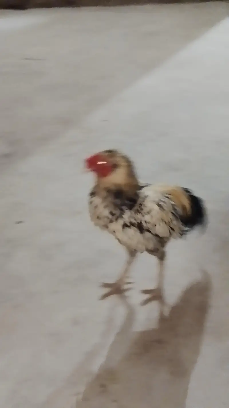 Aseel.  Amroha. full healthy breeder — photo 9