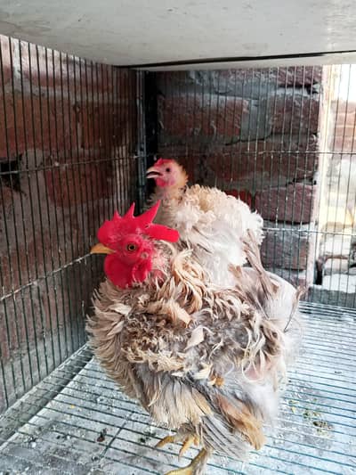 Frizzle bantam fancy hen pair