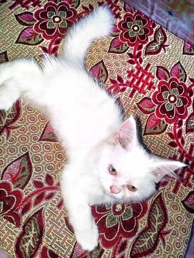 Persian kitten