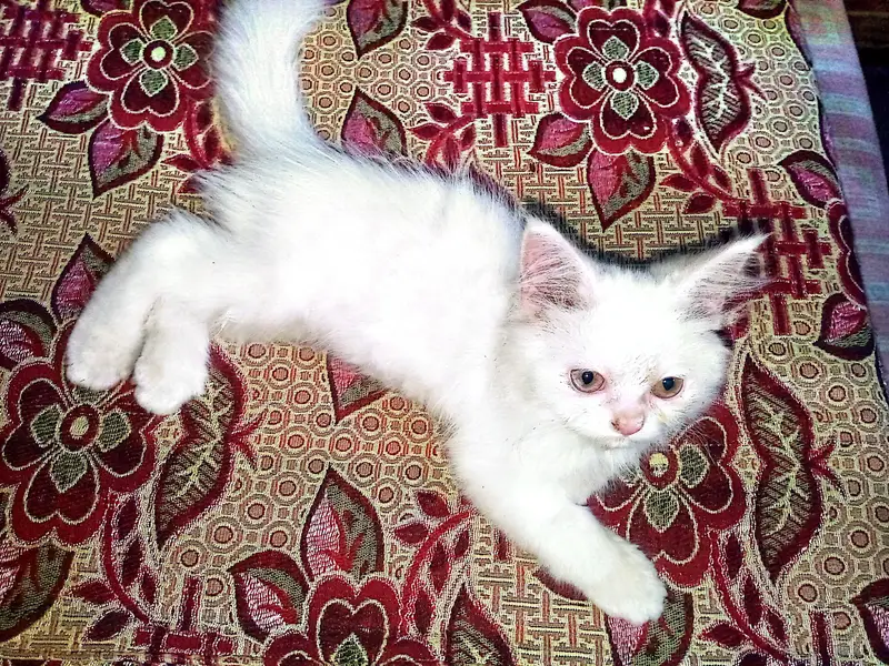 Persian kitten — photo 2