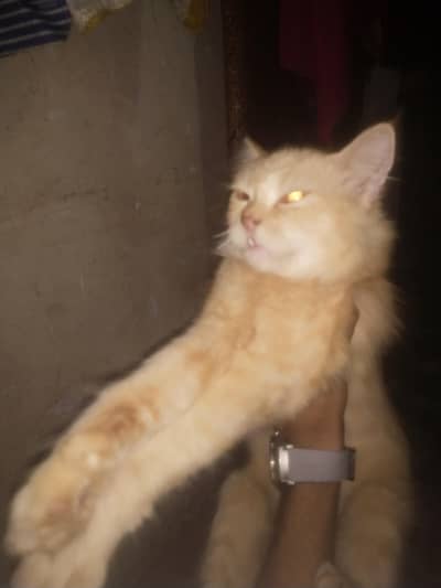 persion cat pair for sale