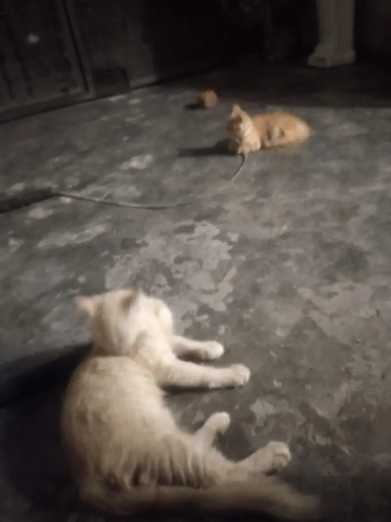 persion cat pair for sale — photo 2