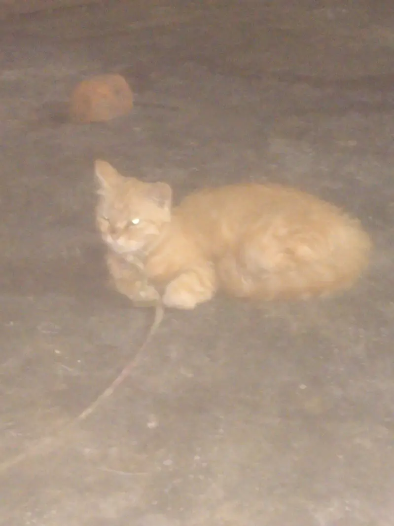 persion cat pair for sale — photo 3