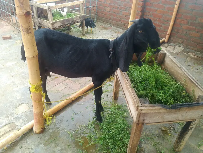 Dasi kras bakri 4 dant me AK bar pahle deliver kia Hy ab 2 sri bar Hy