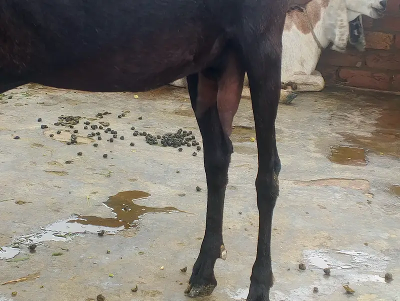 Dasi kras bakri 4 dant me AK bar pahle deliver kia Hy ab 2 sri bar Hy — photo 2
