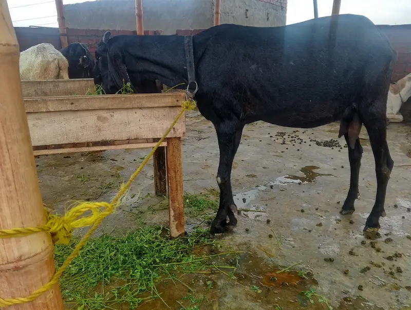 Dasi kras bakri 4 dant me AK bar pahle deliver kia Hy ab 2 sri bar Hy — photo 3