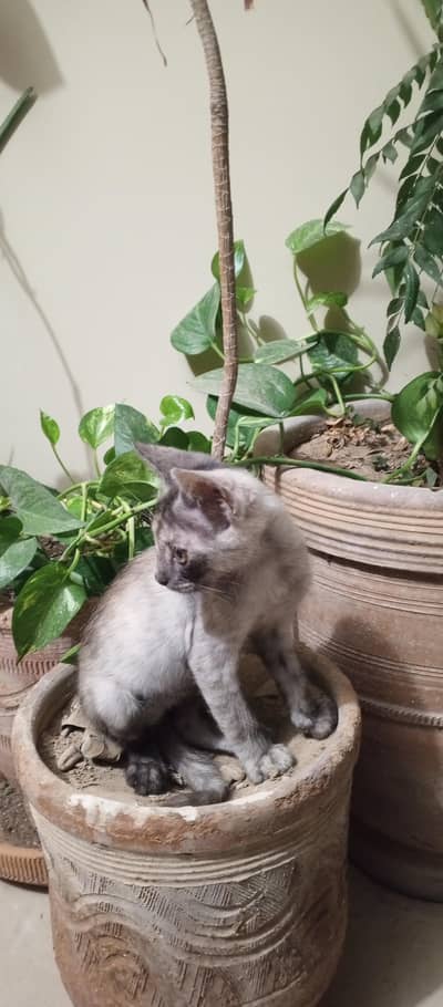 Fluffy Smoke Gray Domestic Longhair Kitten – Healthy & Playful
