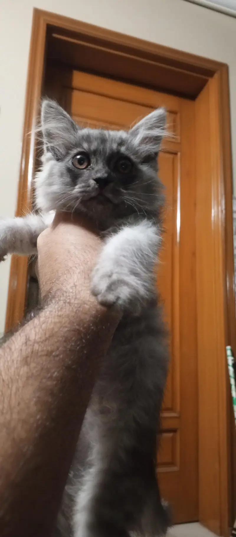 Fluffy Smoke Gray Domestic Longhair Kitten – Healthy & Playful — photo 2