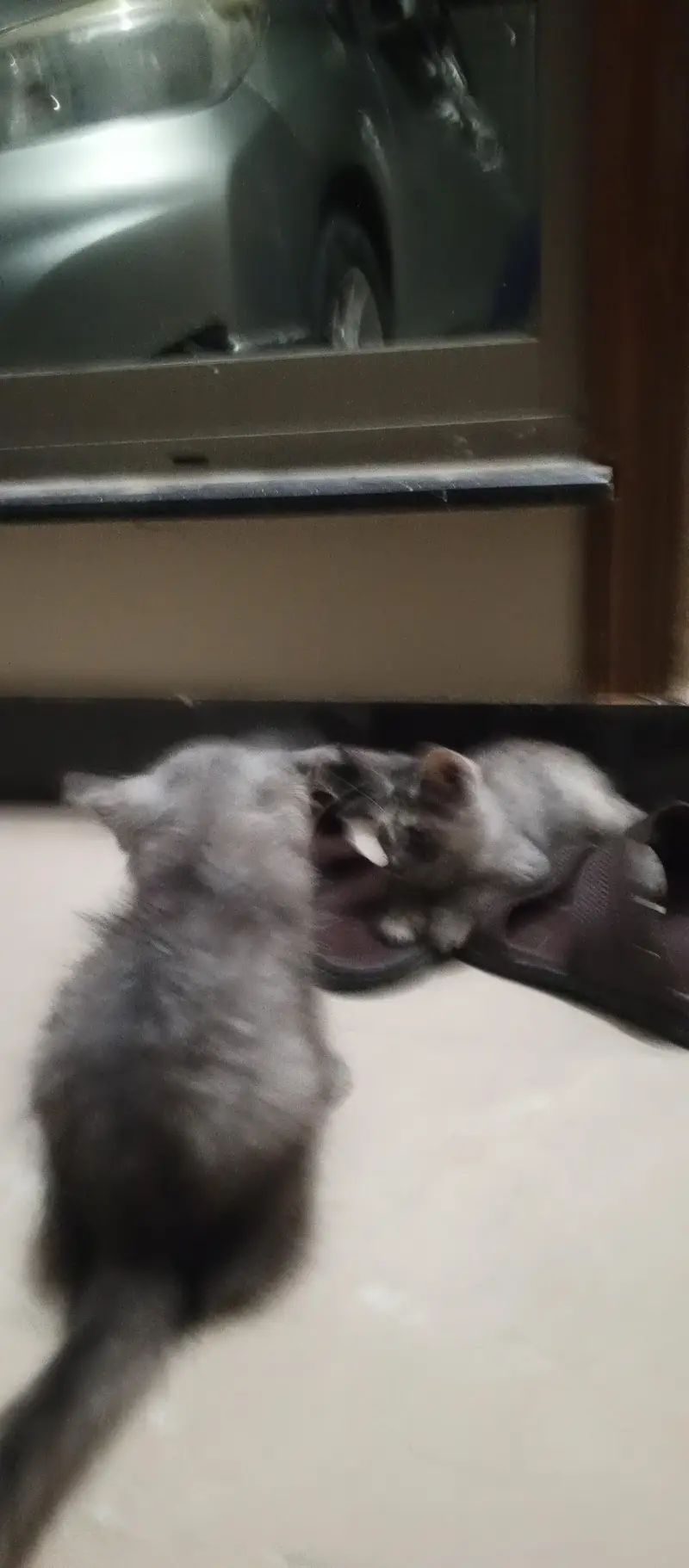Fluffy Smoke Gray Domestic Longhair Kitten – Healthy & Playful — photo 3