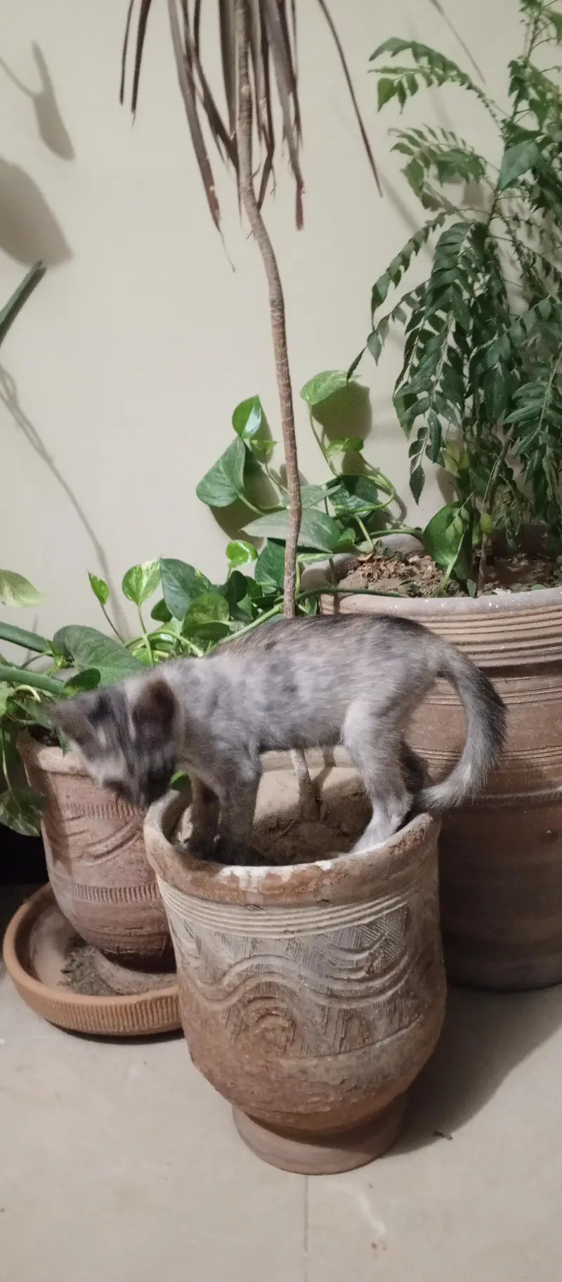 Fluffy Smoke Gray Domestic Longhair Kitten – Healthy & Playful — photo 4