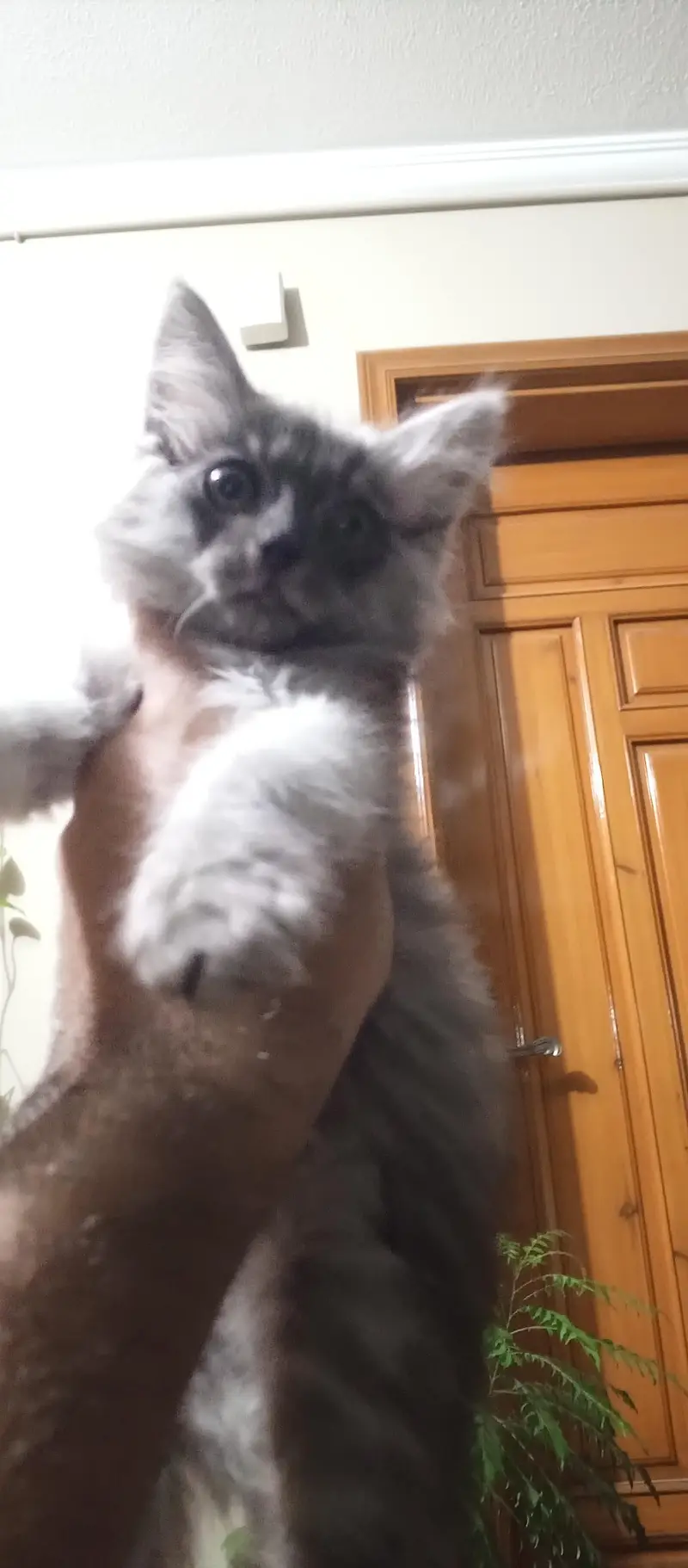 Fluffy Smoke Gray Domestic Longhair Kitten – Healthy & Playful — photo 5