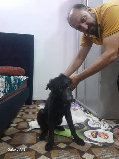 Black German Shepherd
