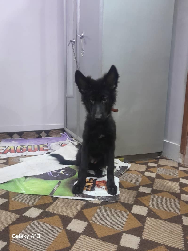 Black German Shepherd 0
