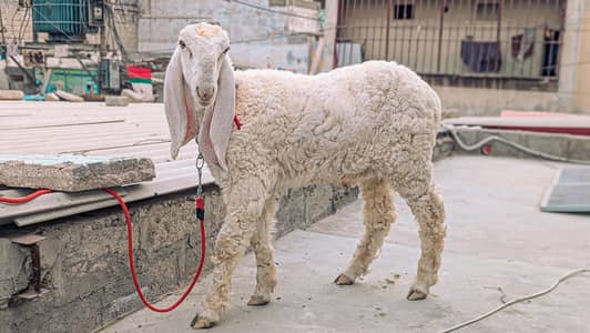 gulabi larkana nasal