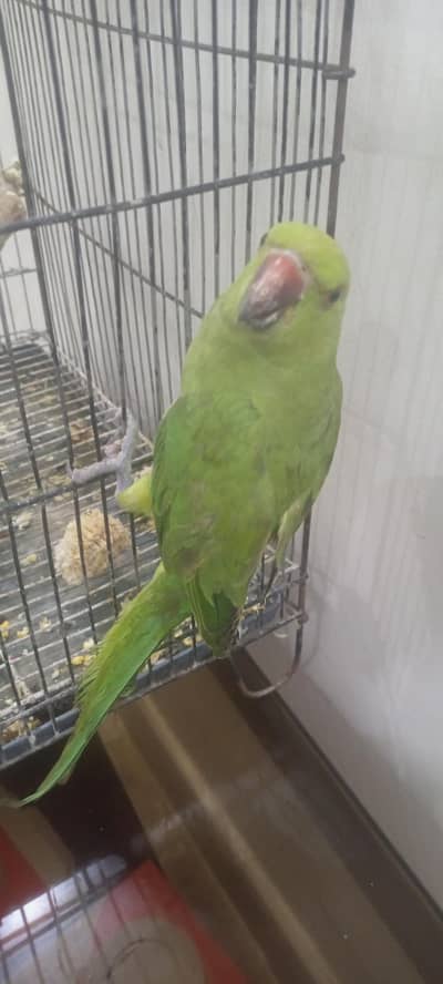 Hand tame female parrot. and adoult