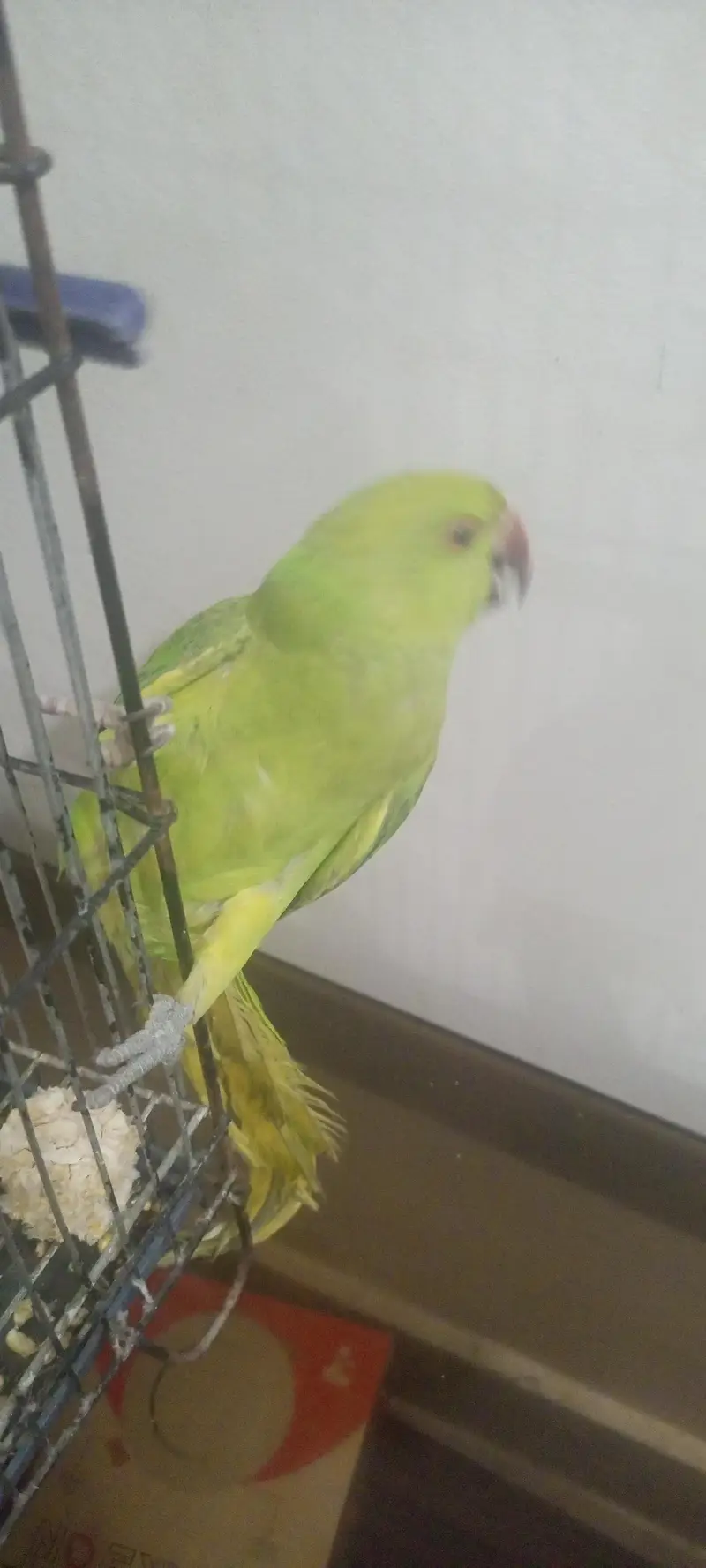 Hand tame female parrot. and adoult — photo 2