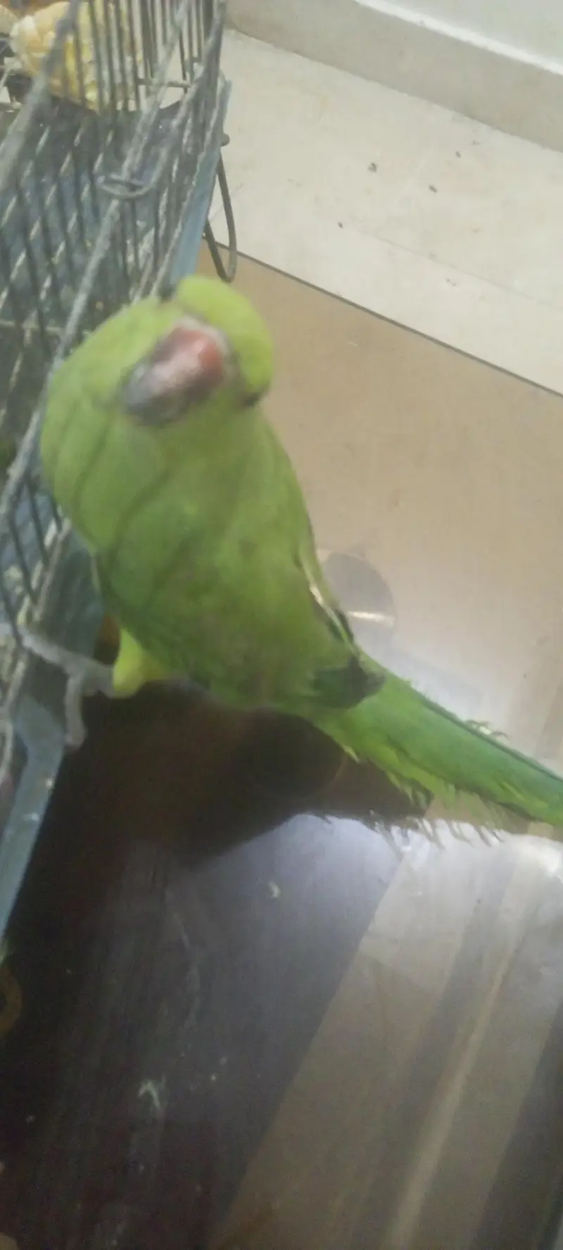 Hand tame female parrot. and adoult — photo 3