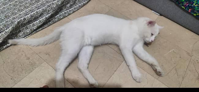 home cat