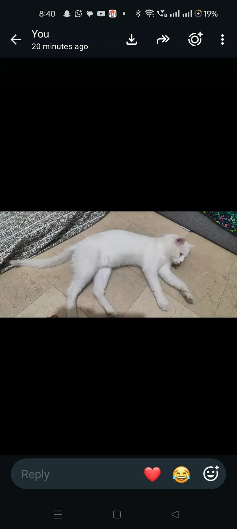 home cat — photo 2