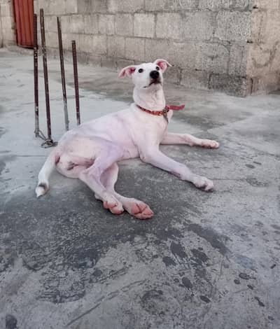 Bully Gultair dog For sale