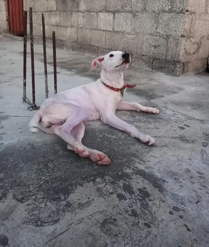 Bully Gultair dog For sale — photo 2