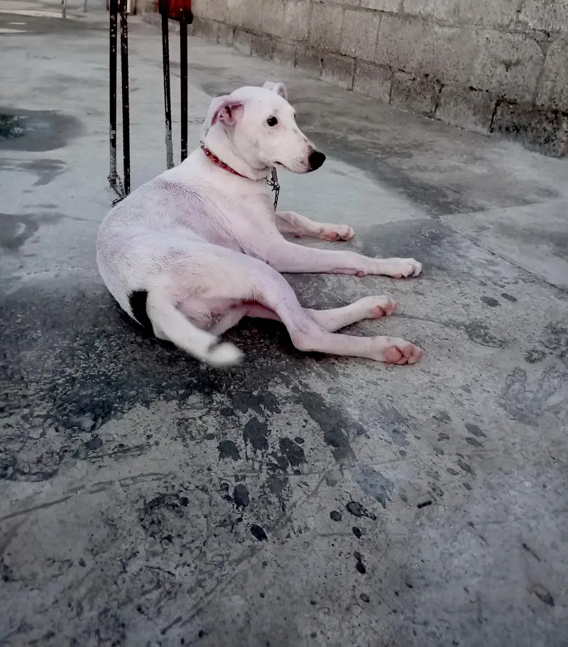 Bully Gultair dog For sale — photo 3