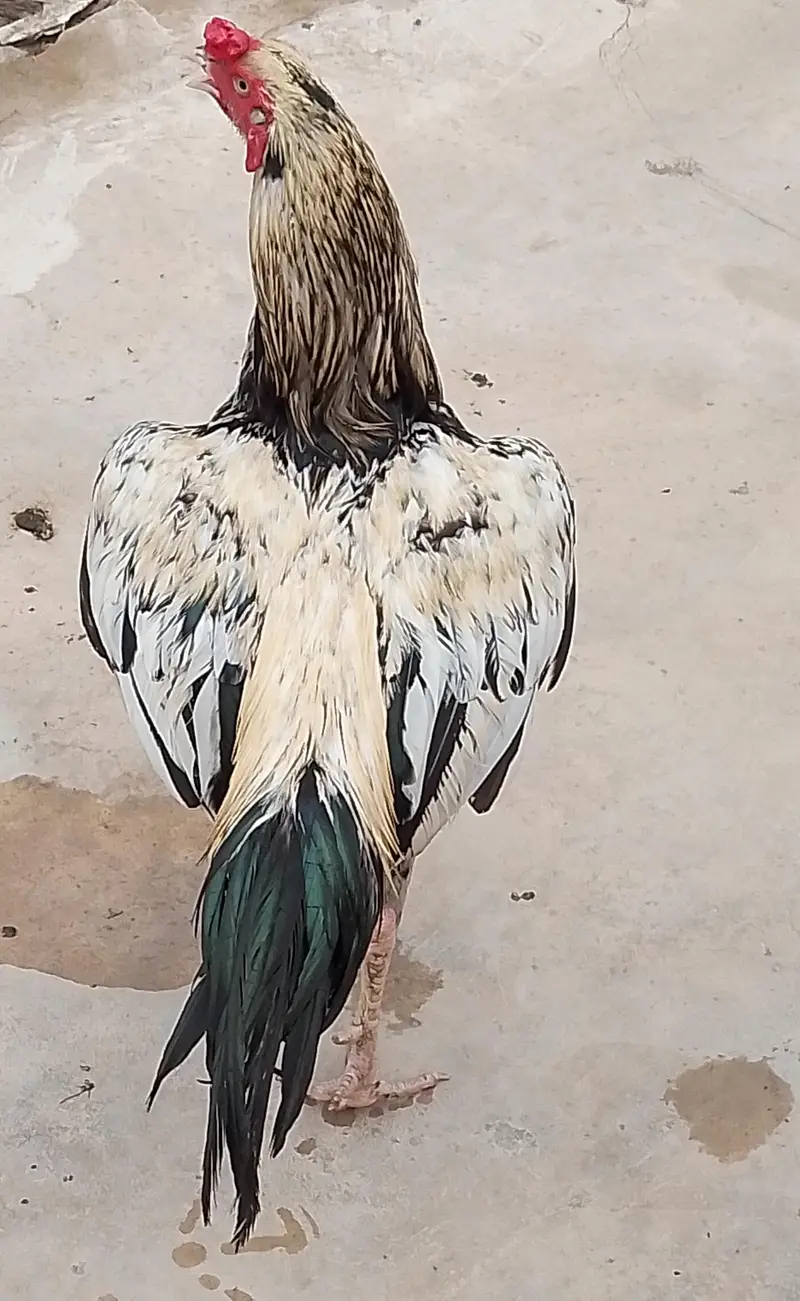 Aseel.  Amroha. full healthy breeder — photo 10