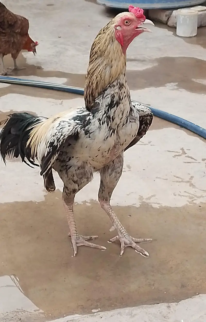 Aseel.  Amroha. full healthy breeder — photo 3