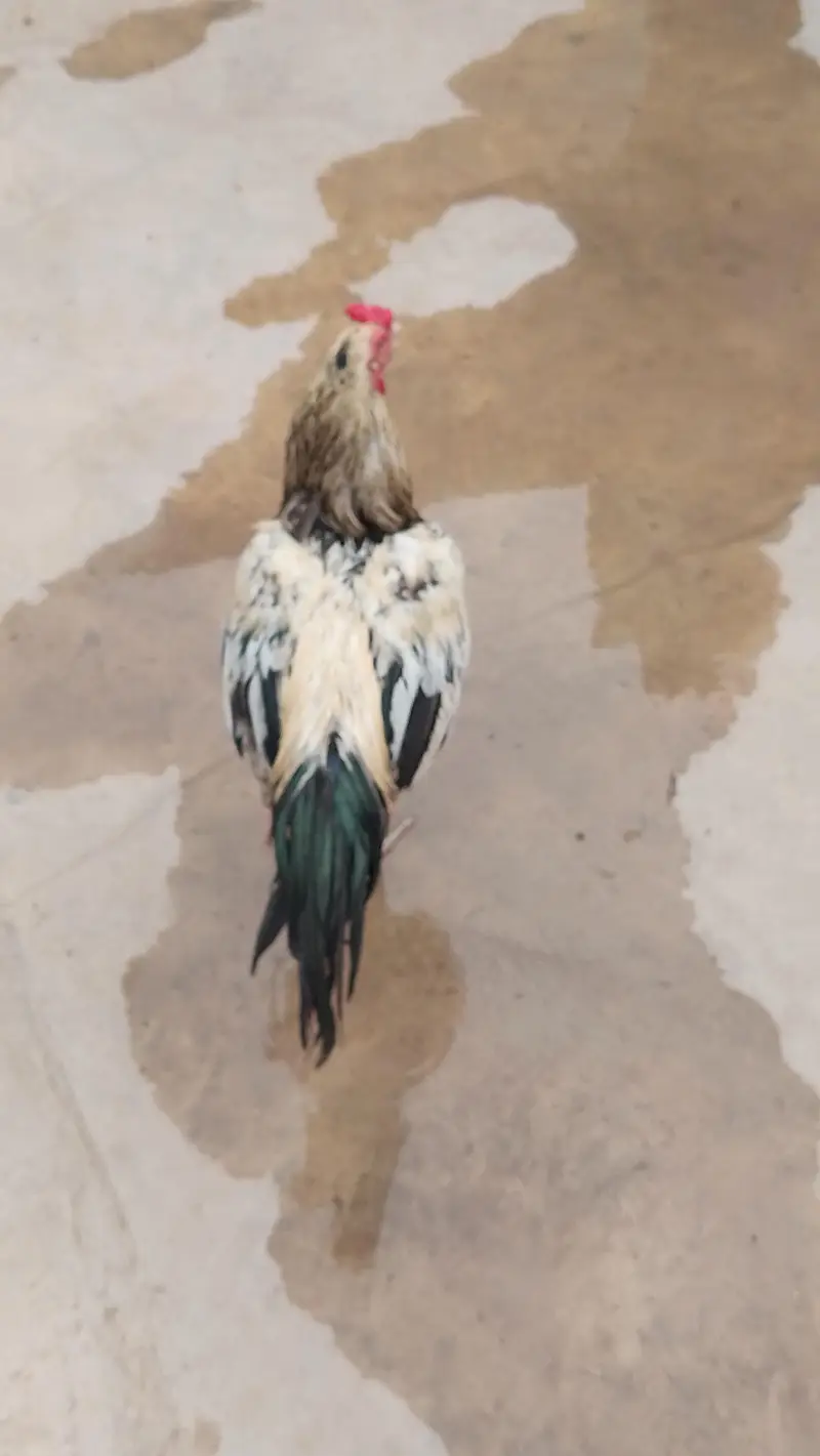Aseel.  Amroha. full healthy breeder — photo 11
