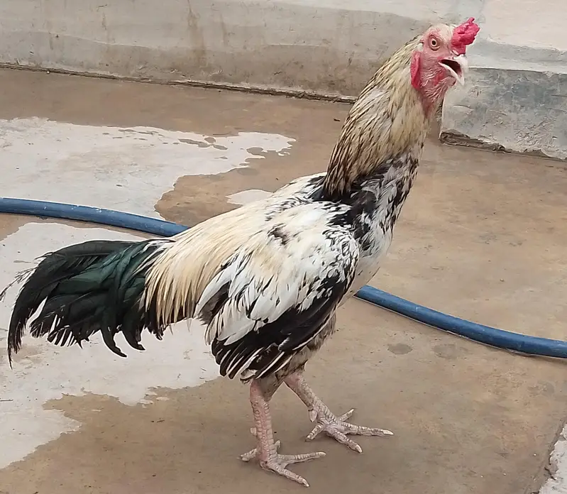 Aseel.  Amroha. full healthy breeder — photo 12