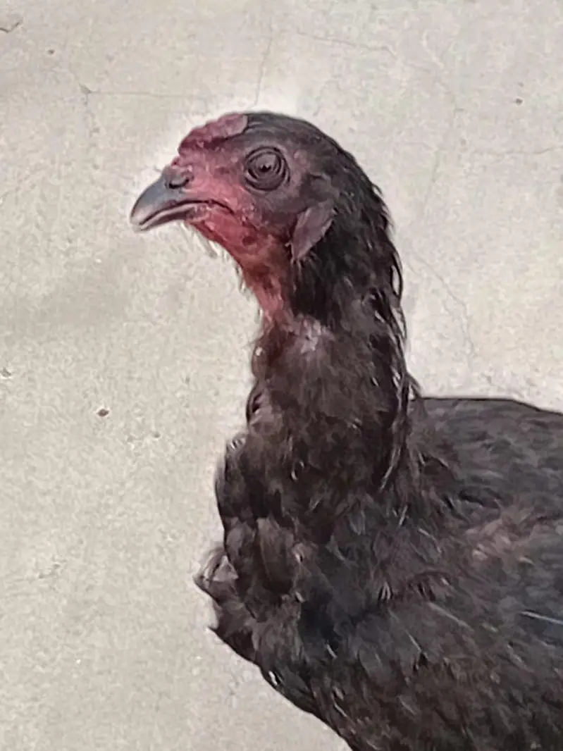 beautiful rooster with pure black hen — photo 2
