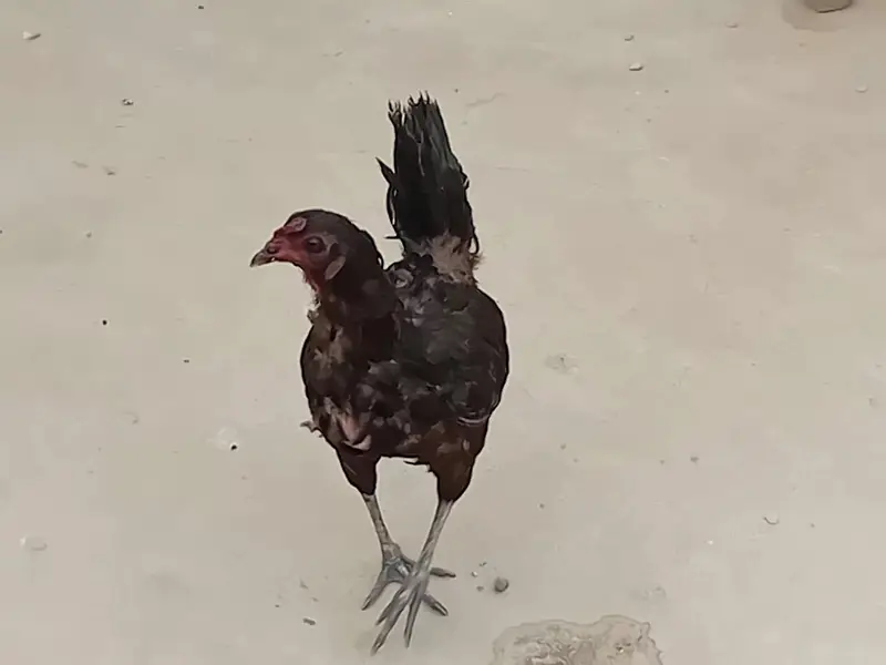 beautiful rooster with pure black hen — photo 4