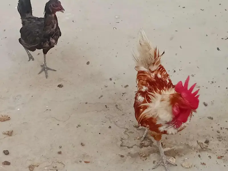 beautiful rooster with pure black hen — photo 5