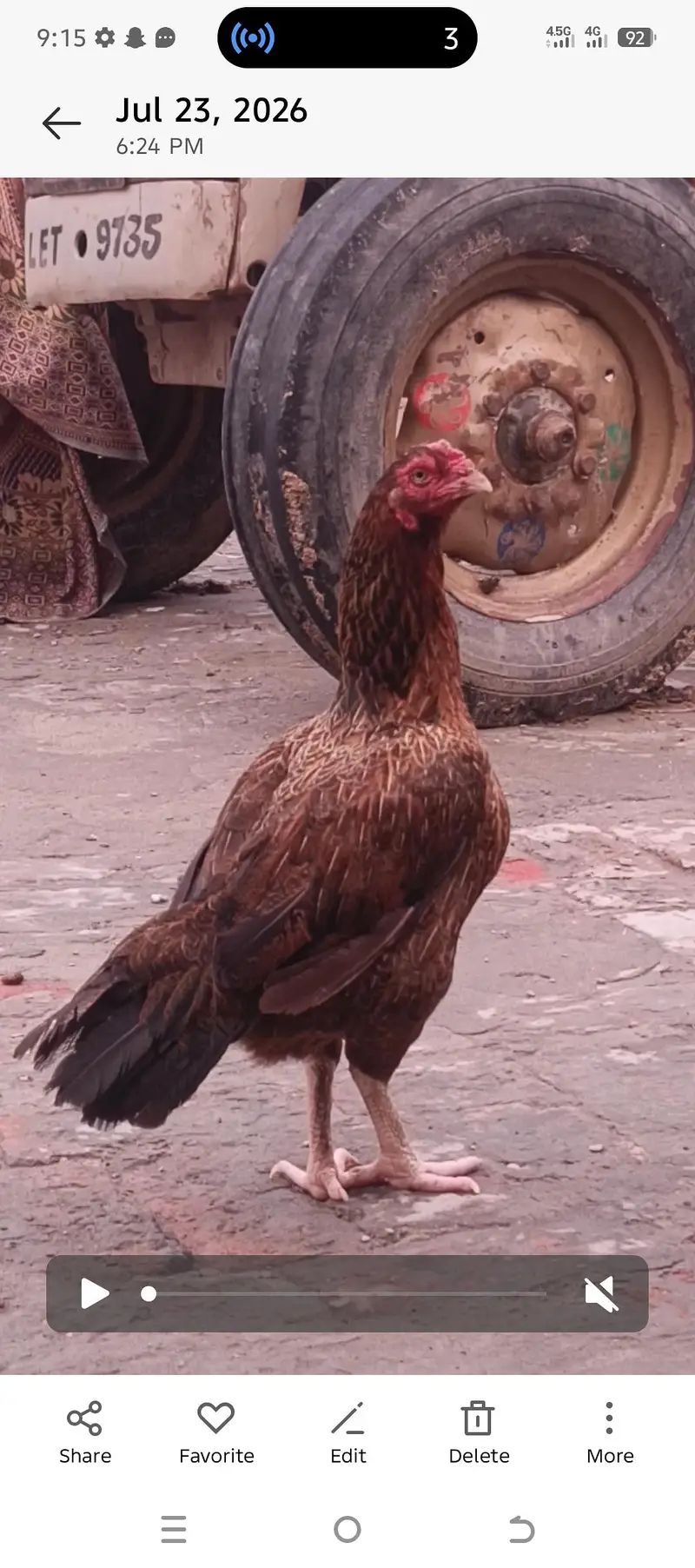 aseel Pakistani old blood line female peela blood line — photo 3